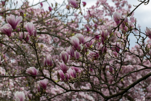 Magnolienhain im Park Schoental-9