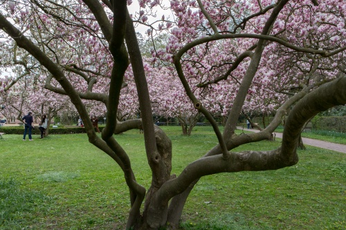 Magnolienhain im Park Schoental