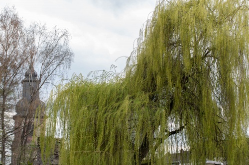 Haengeweide im Park Schoental-2