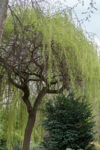 Haengeweide im Park Schoental