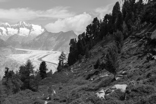 Aletschwald und -gletscher