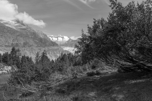 Vergrößern Gezeichnet vom Schnee
