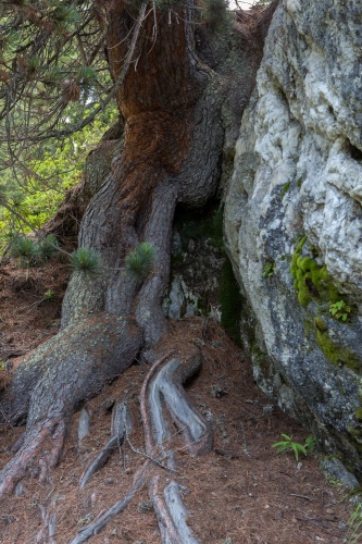 Vergrößern Arve und Fels