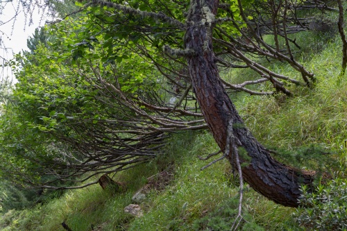 Vergrößern Folgen der Schneelast