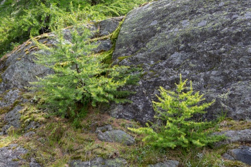 Vergrößern Junge Arven neben Fels