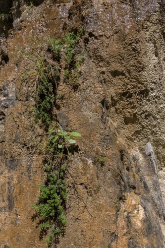 Vergrößern Fels - Wasser - Pflanzen