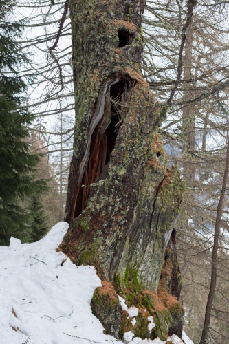 Hohle Laerche in Obergesteln