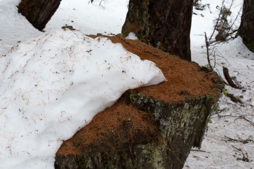 Baumstumpf mit Schnee und Laerchennadeln_