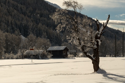 Grau-Erle