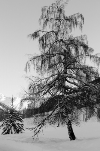 Birke am Rande von Reckingen