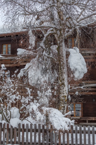 Birke mit Schneelast