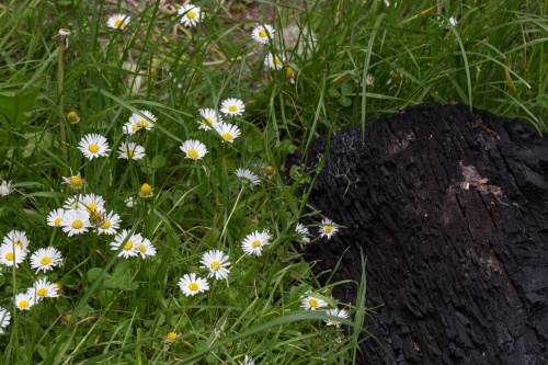 Gaenseblumen an Feuerholz