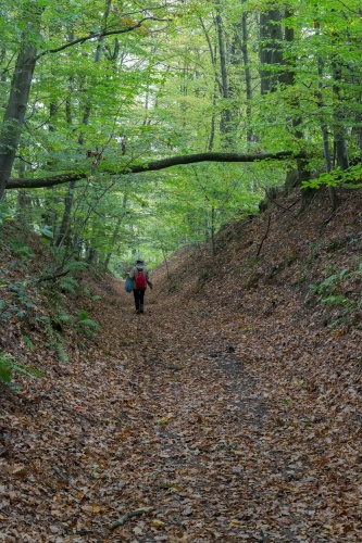 Hohlweg mit Buchen