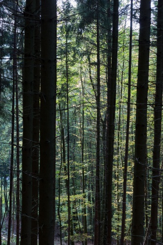 Mischwald