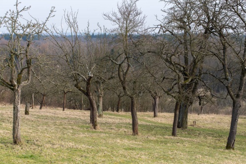 Gepglegte Streuobstwiese