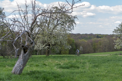 Apfelbaum mit Radfahrer