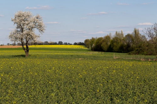 Kirschbluete im Raps