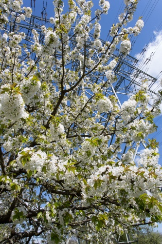 Kirschbluete unter Hochspannung