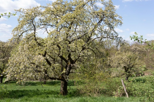 Kirschbluete