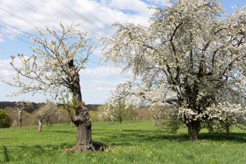 Langlebig