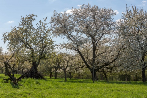 Streuobstwiese mit Kirschen-2