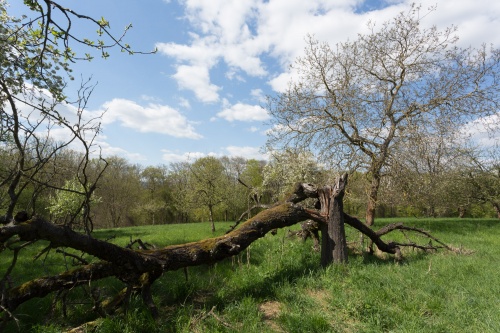 Totholz mit Walnussbaum