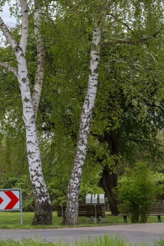 Chlodwig-Poth-Weissdorn mit Blueten