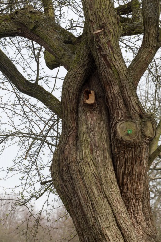 Weissdorn Detail Krone