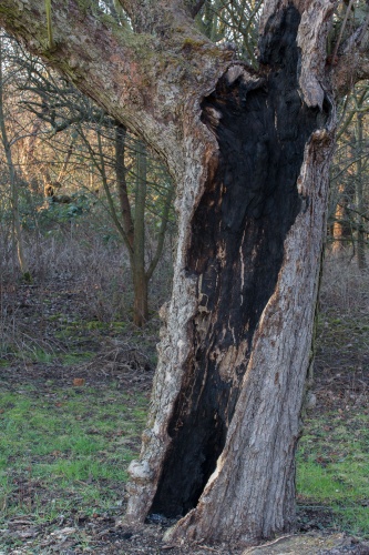 Alter hohler Apfelbaum