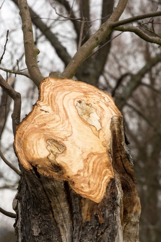 Apfel Sauberer Schnitt