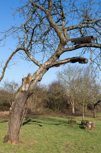 Steinkauzroehre in Apfelbaum