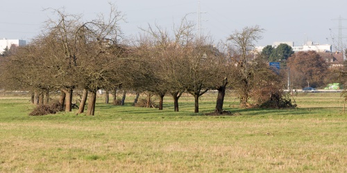 Streuobstwiese vor Autobahn-2