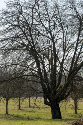 Speierling und Jungbaeume