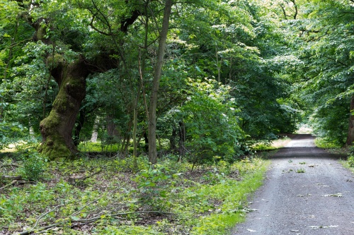 Schwanheimer Wald-10