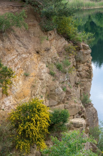 Vergrößern Ginster am Oberwaldsee