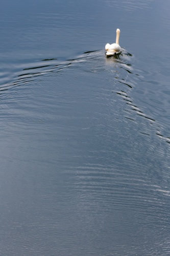 Vergrößern Schwan auf Oberwaldsee