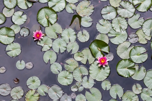 Vergrößern Seerosen auf Oberwaldsee