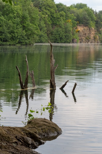 Vergrößern Totholz im Vogelsberger See
