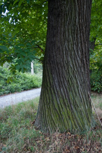 Edelkastanienallee