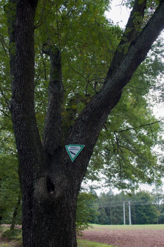 Speierling-Allee, 3 von ehem. 5 Baeumen