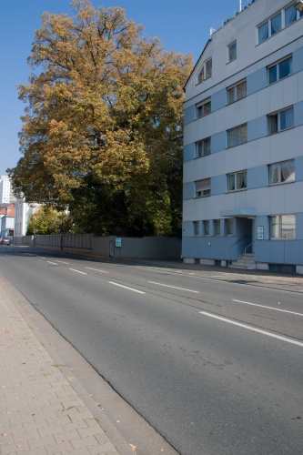 Winterlinde