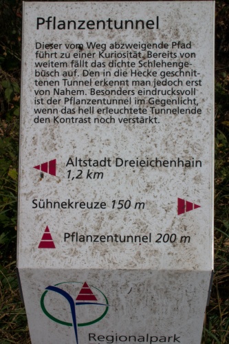 Pflanzentunnel aus Schlehengebuesch-2