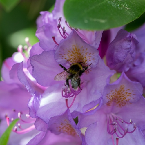 Biene an Rhododendron