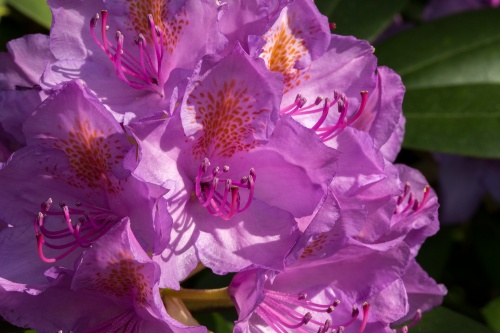 Rhododendron-Bluete-2