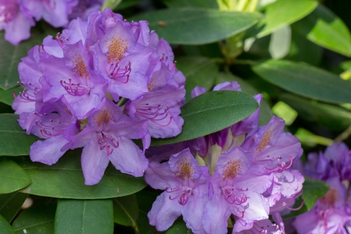 Rhododendron-Bluete