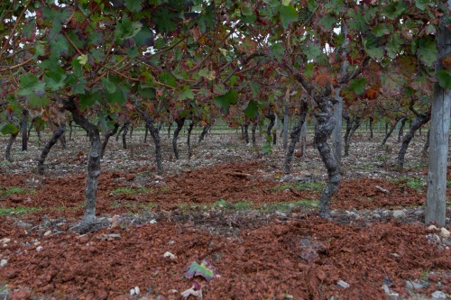 Weinstoecke mit Trester