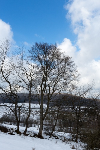Baumreihe vor Himmel bei Simmershausen