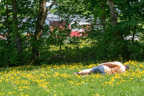 Liegender im Loewenzahn