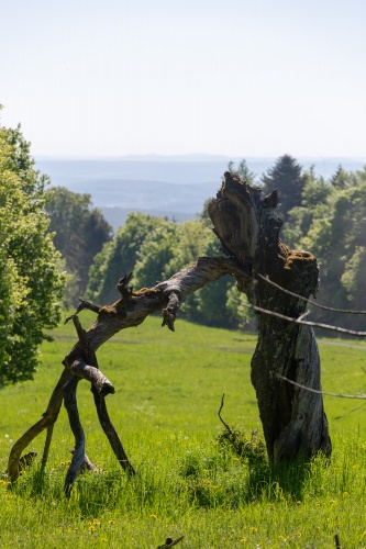 Toter Kirschbaum mit Rhoenblick