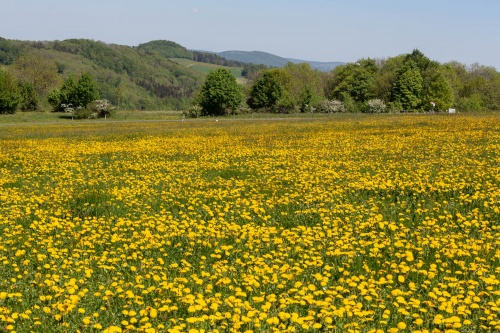 Loewenzahn-Wiese